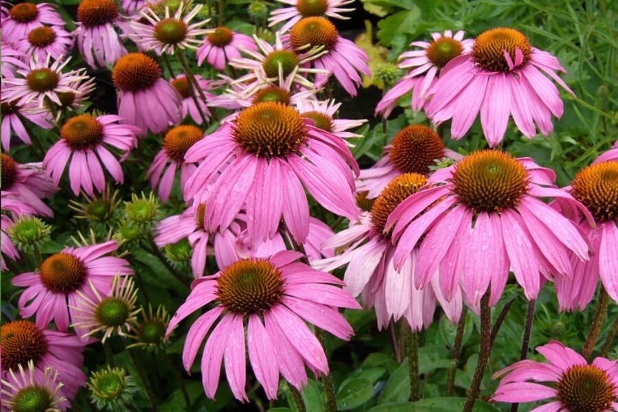 Echinacea