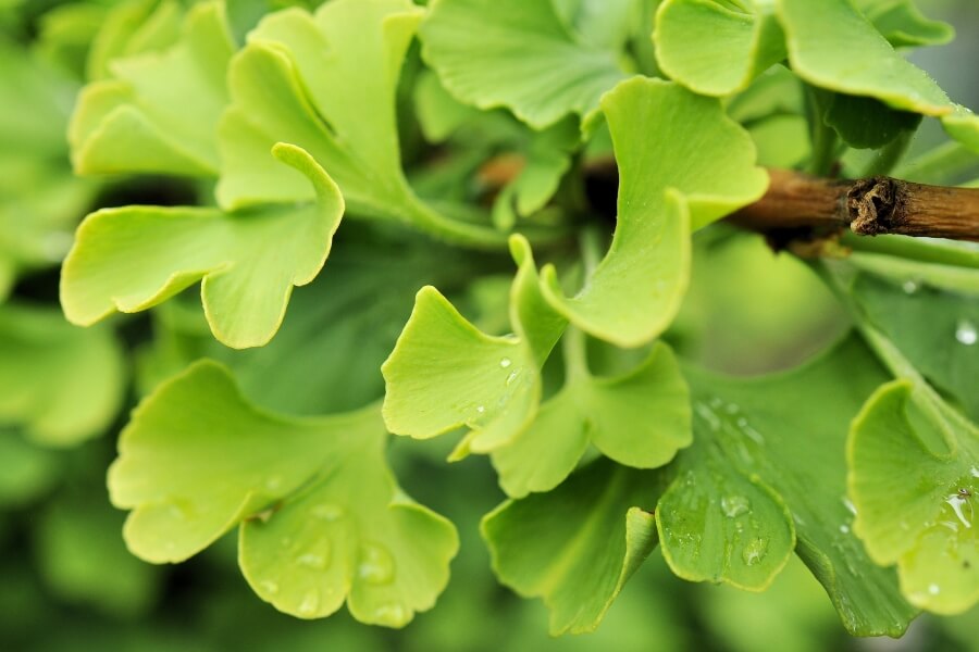 Gingko biloba