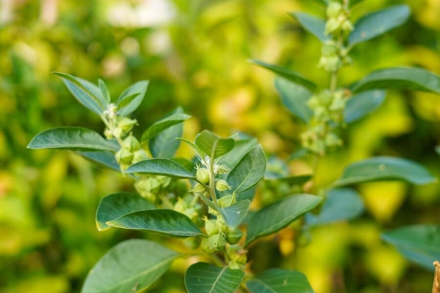 Rostlina ashwagandha (Withania somnifera) s typickými zelenými listy a květy na slunci – léčivá bylina využívaná v ajurvédské medicíně pro své adaptogenní účinky