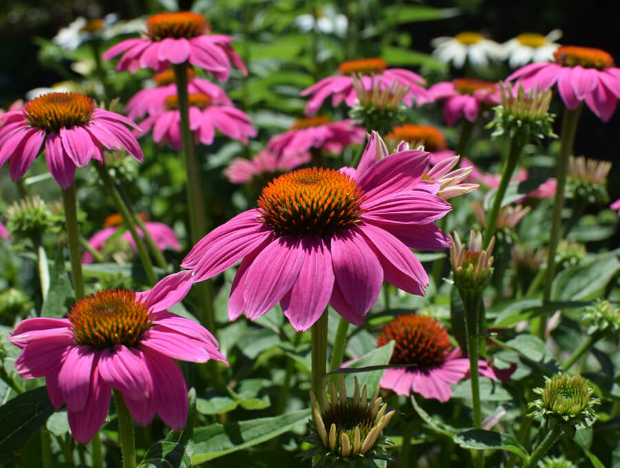 Echinacea - lékař mezi bylinkami