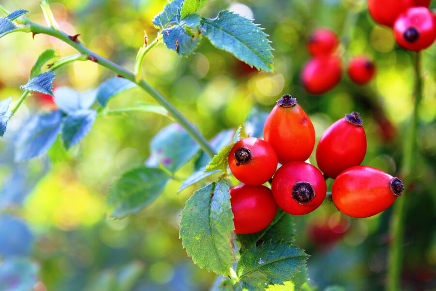 Šípky obsahují nejvíce vitamínu C, když je sucho a slunečno